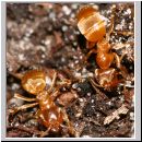 Lasius spp Chthonolasius - Wegameise 03 5mm.jpg